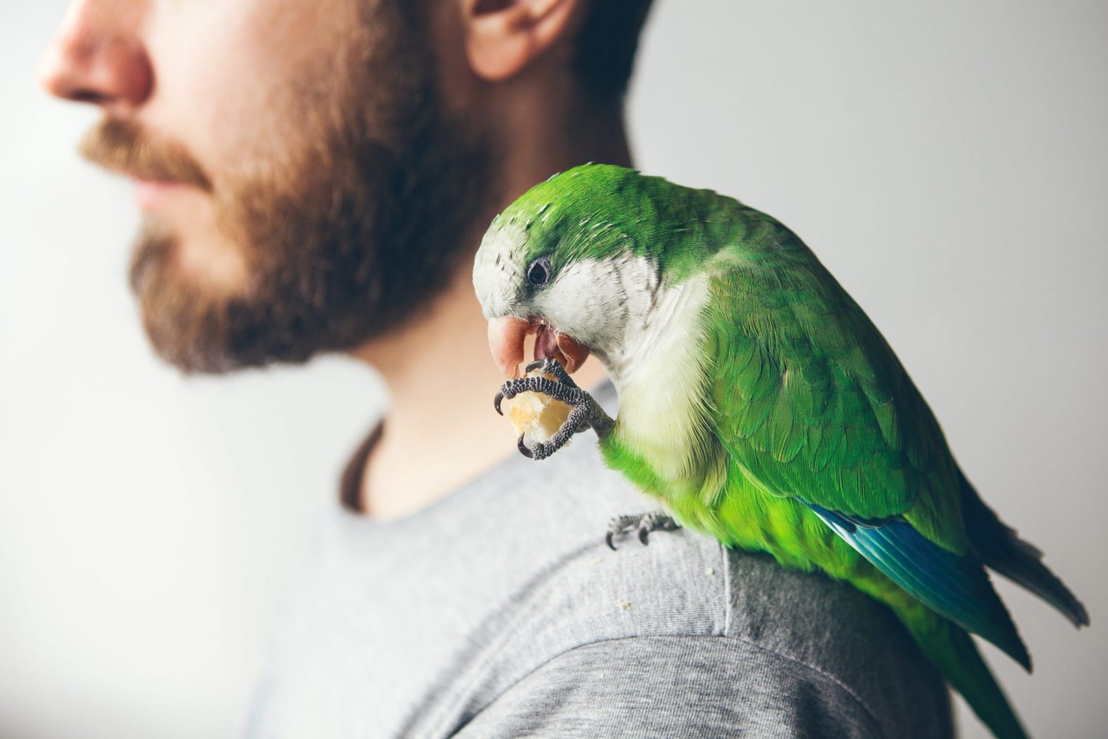 Can Parrots Eat Bread? Parrot Website