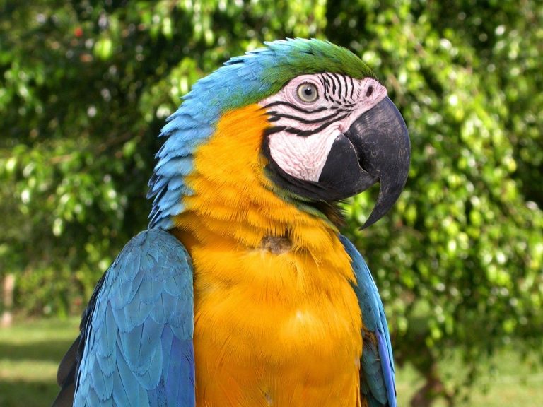 20 Reasons Why Parrots Make Good Pets - Parrot Website