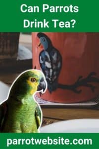 Can Parrots Drink Tea? - Parrot Website