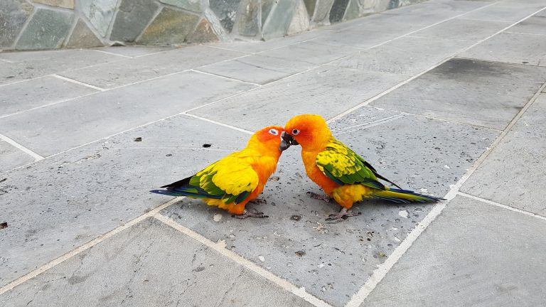 Do Parrots Kiss?