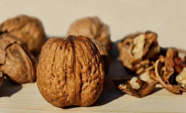 Can Parrots Eat Walnuts?