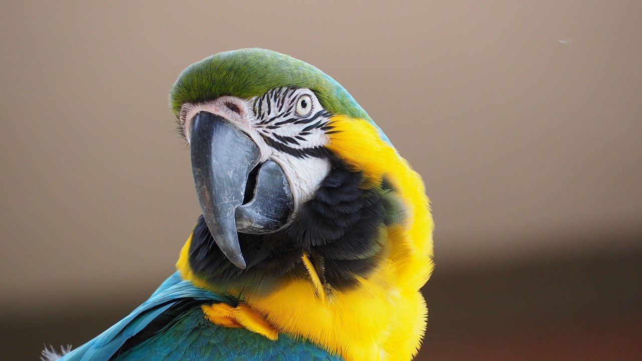 Photo inspiration: Gallery Detail: Are Macaws Aggressive