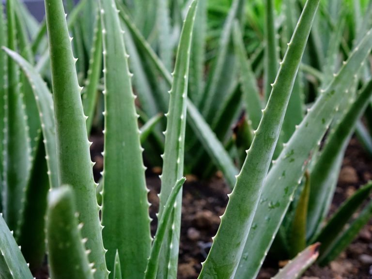 Can Parrots Eat Aloe Vera?