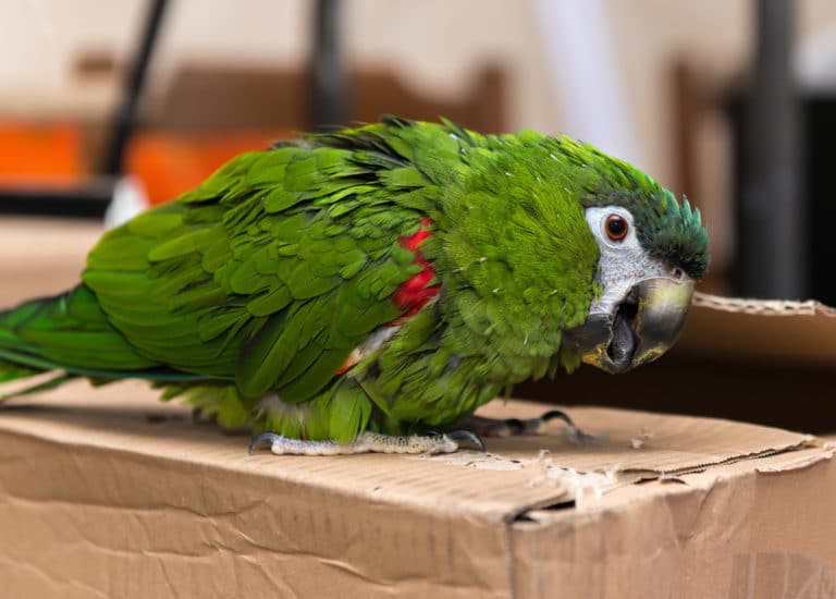 Are Macaws Good Talkers? (Find Out!)