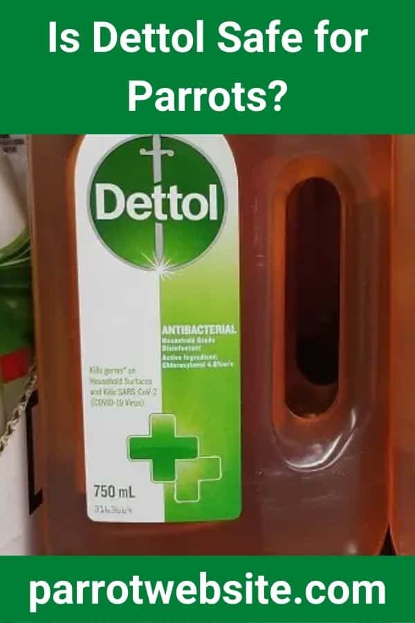 Is Dettol Safe for Parrots?
