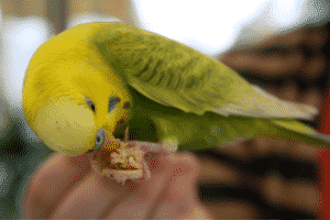 What Do Parakeets Eat? - Parrot Website