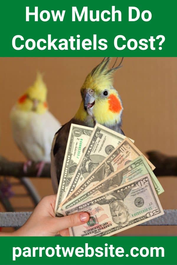 How Much Do Cockatiels Cost Revealed Parrot Website How Much Do Cockatiels Cost Revealed Parrot Website