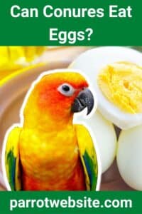 Can Conures Eat Eggs? (Answered!) - Parrot Website